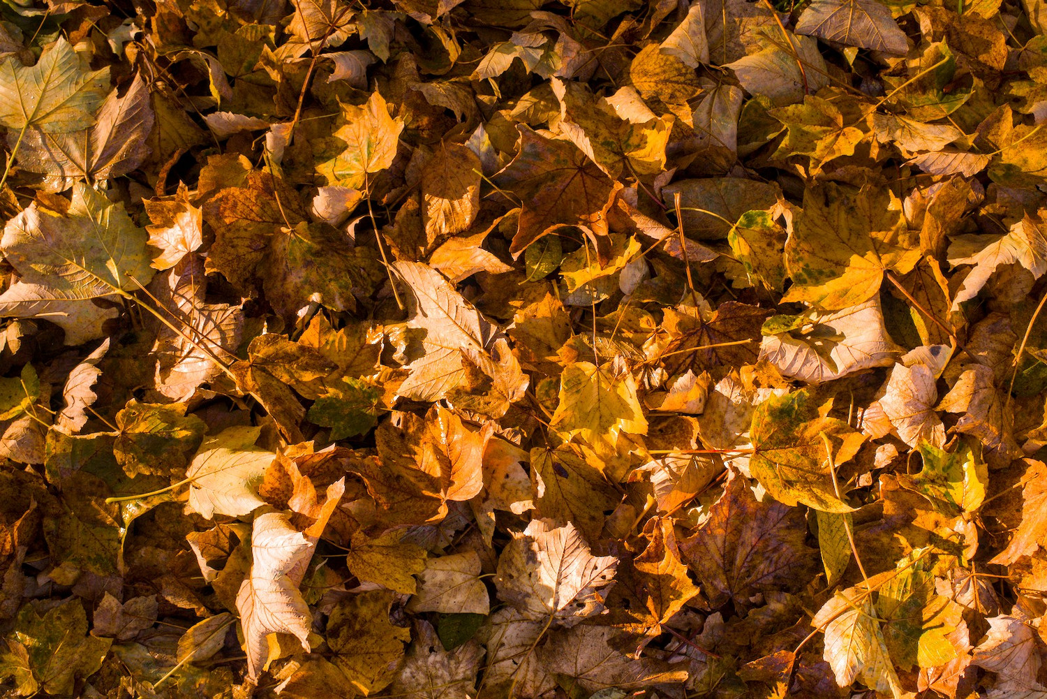 Herbstlaub
