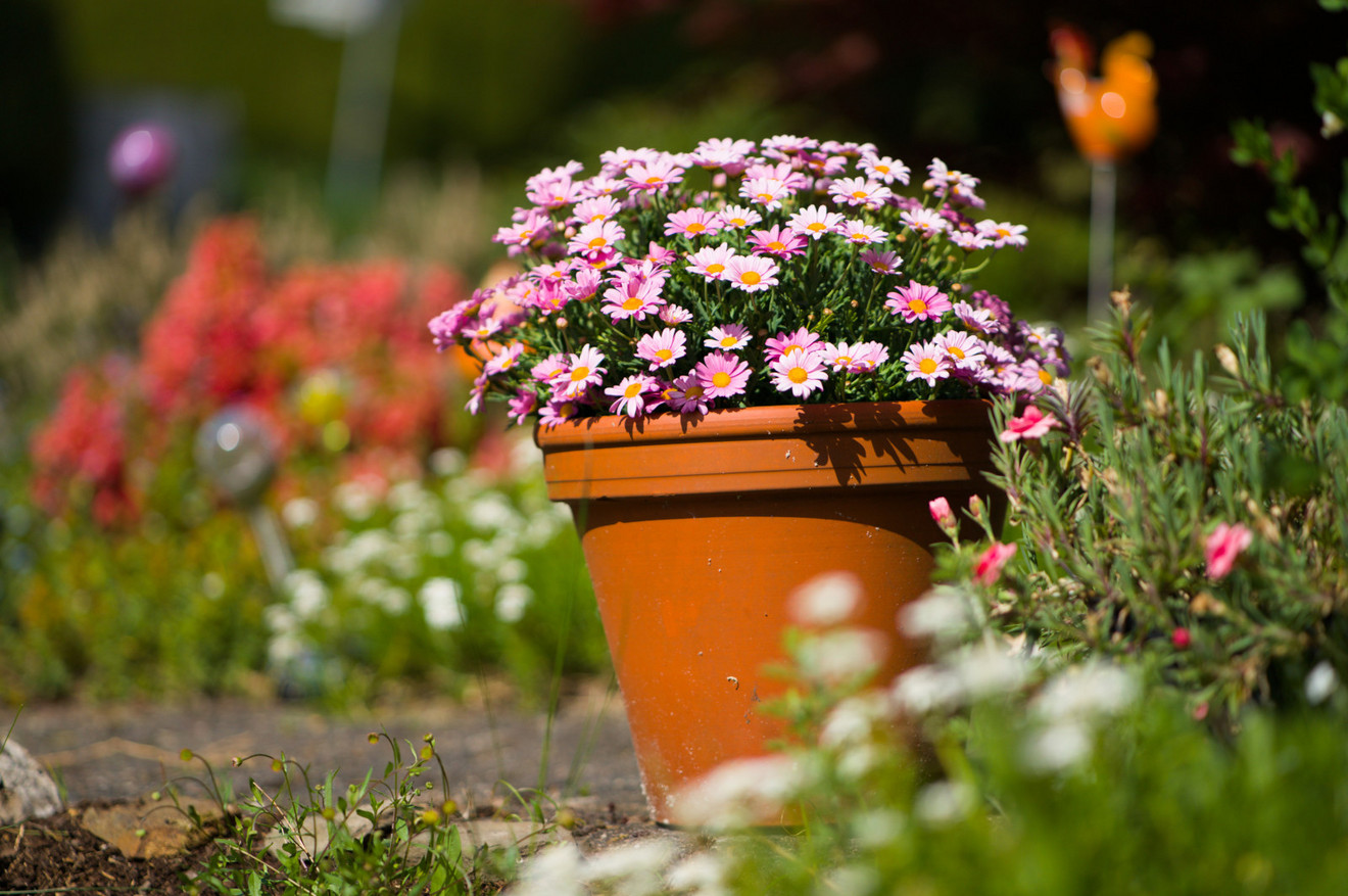 Pflanze im Blumentopf