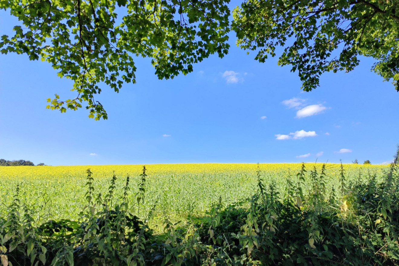 Rapsfeld