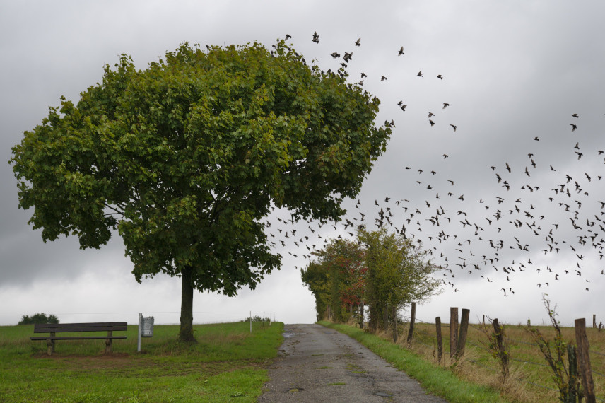 Baum beim Scheider Berg